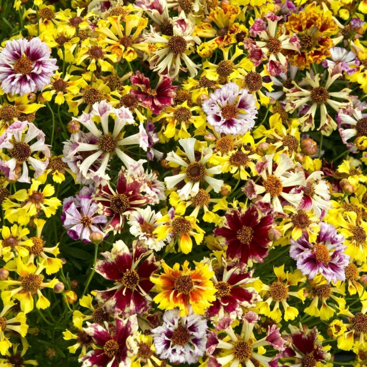 Krásnoočko Sea Shells Mix - Coreopsis hybrida - osivo krásnoočka - 50 ks