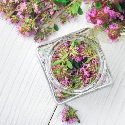 Mateřídouška - Thymus serpyllum - osivo mateřidoušky - 500ks