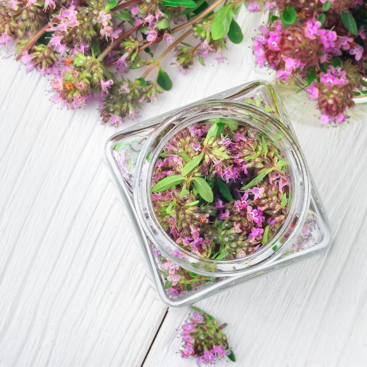 Mateřídouška - Thymus serpyllum - osivo mateřidoušky - 500ks