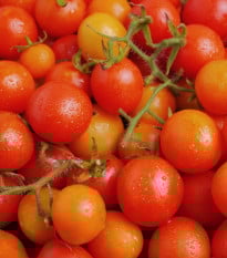 Rajče keříčkové Minirotus F1 - Solanum lycopersicum - osivo rajčat - 10 ks