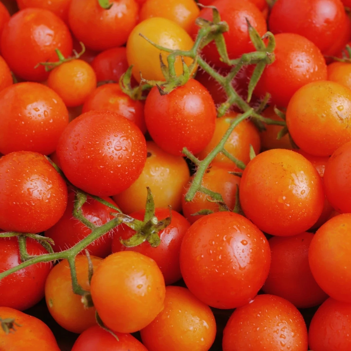 Rajče keříčkové Minirotus F1 - Solanum lycopersicum - osivo rajčat - 10 ks