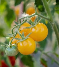 Rajče keříčkové Minigelbus F1 - Solanum lycopersicum - osivo rajčat - 10 ks