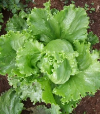 Salát Miniko hlávkový ledový - Lactuca sativa - osivo salátu - 100 ks