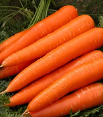 Mrkev Berlikumer 2 - Daucus carota - osivo mrkve - 150 ks