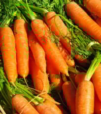 Mrkev Rubína - Daucus carota - osivo mrkve - 150 ks