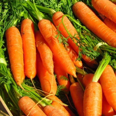 Mrkev Rubína - Daucus carota - osivo mrkve - 150 ks