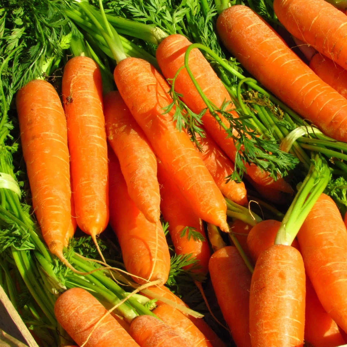 Mrkev Rubína - Daucus carota - osivo mrkve - 150 ks