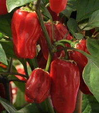 Paprika Sweet Heat F1 - Capsicum annuum - osivo papriky - 6 ks