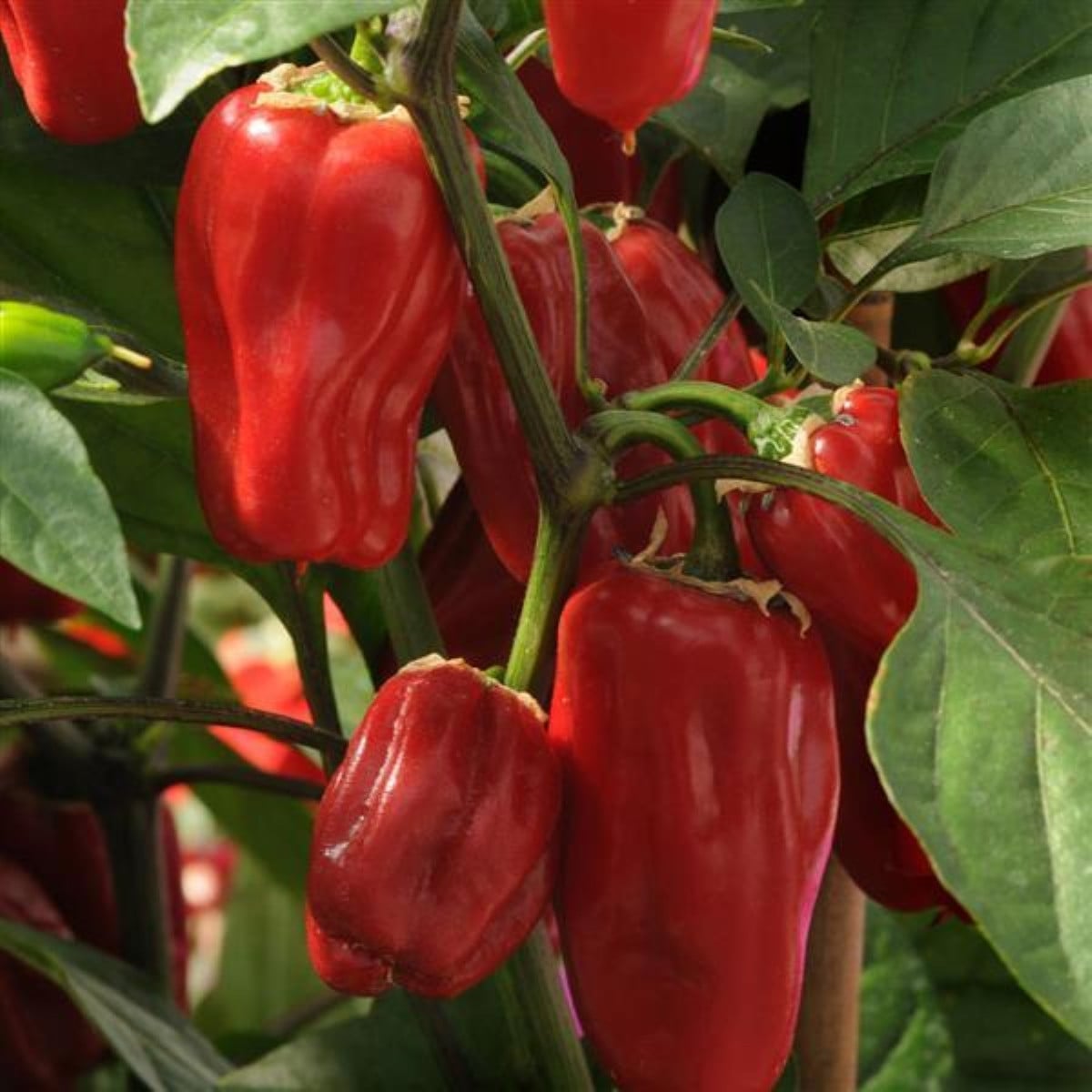 Paprika Sweet Heat F1 - Capsicum annuum - osivo papriky - 6 ks
