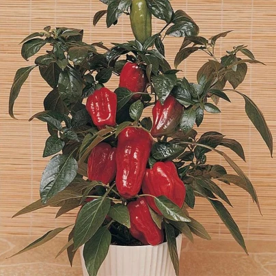 Paprika Sweet Heat F1 - Capsicum annuum - osivo papriky - 6 ks