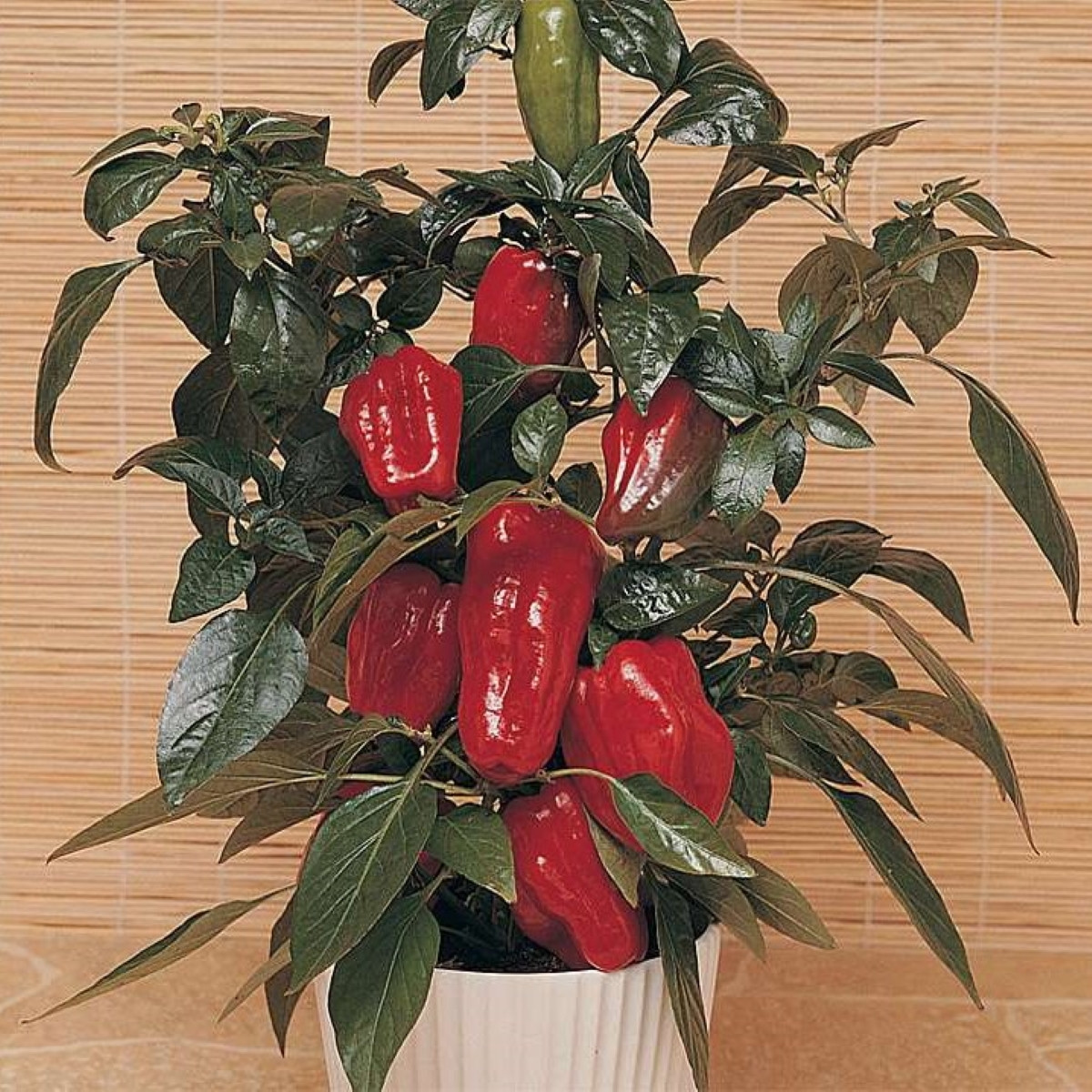 Paprika Sweet Heat F1 - Capsicum annuum - osivo papriky - 6 ks