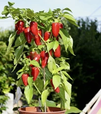 Paprika Balconi F1 - Capsicum annuum - osivo papriky - 6 ks