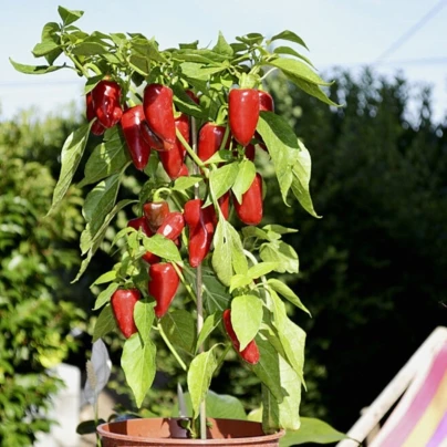 Paprika Balconi F1 - Capsicum annuum - osivo papriky - 6 ks