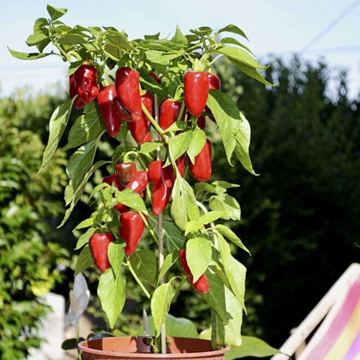 Paprika Balconi F1 - Capsicum annuum - osivo papriky - 6 ks