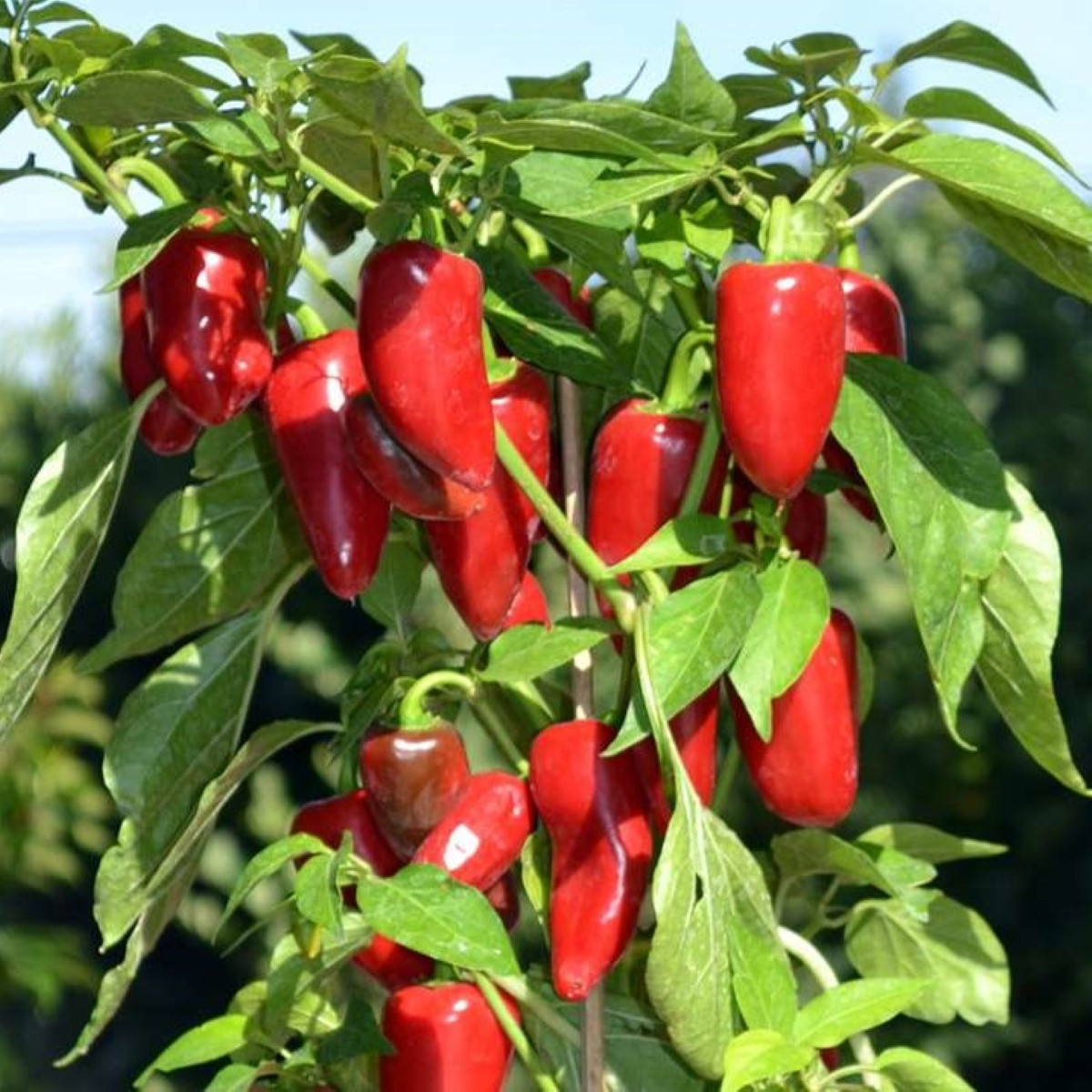 Paprika Balconi F1 - Capsicum annuum - osivo papriky - 6 ks