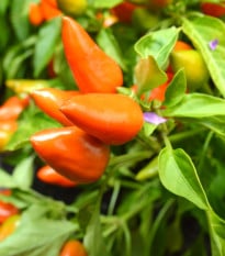 Chilli Foxta - Capsicum annuum - osivo chilli - 6 ks