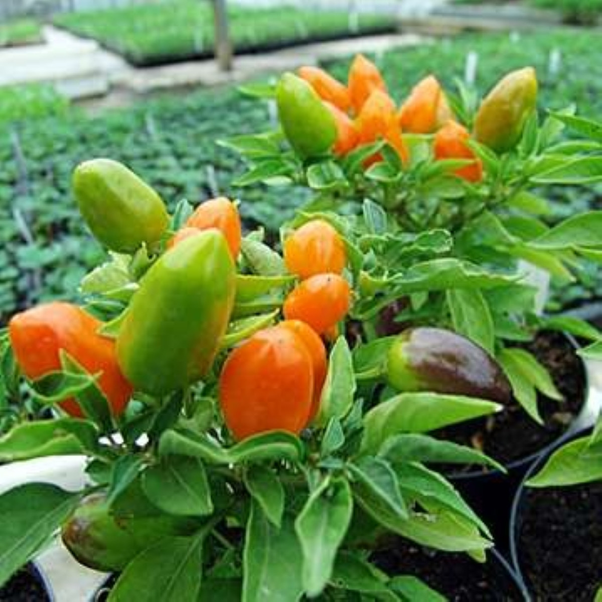 Chilli Foxta - Capsicum annuum - osivo chilli - 6 ks