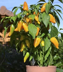 Paprika Terrazzi F1 - Capsicum annuum - osivo papriky - 6 ks