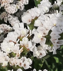 Limonka chobotnatá Hipster White - Limonium sinuatum - osivo limonky - 30 ks