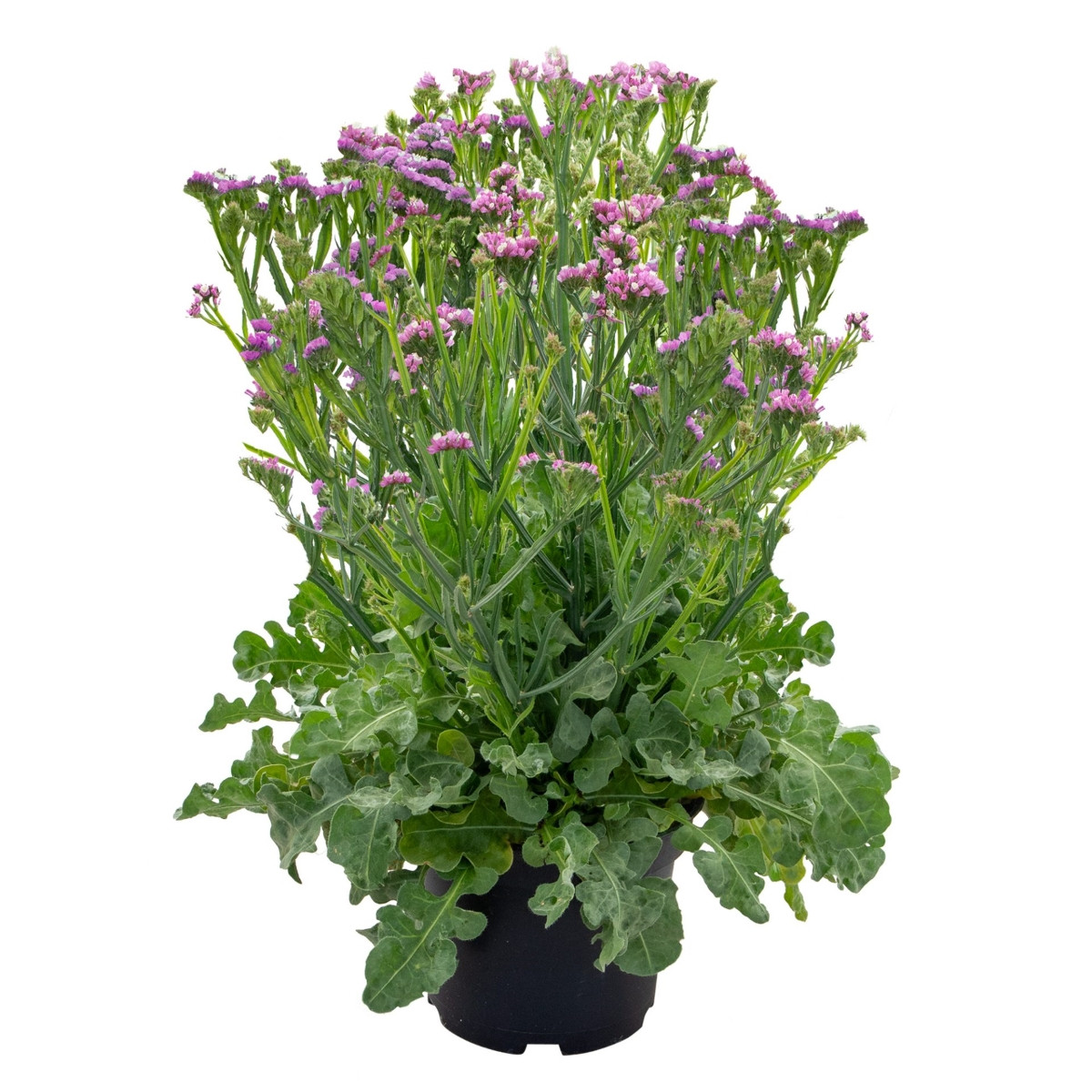 Limonka chobotnatá Hipster Rose - Limonium sinuatum - osivo limonky - 30 ks