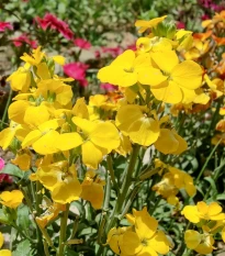 Chejr vonný Sugar Rush F1 Yellow - Cheiranthus cheiri - osivo chejru - 20 ks