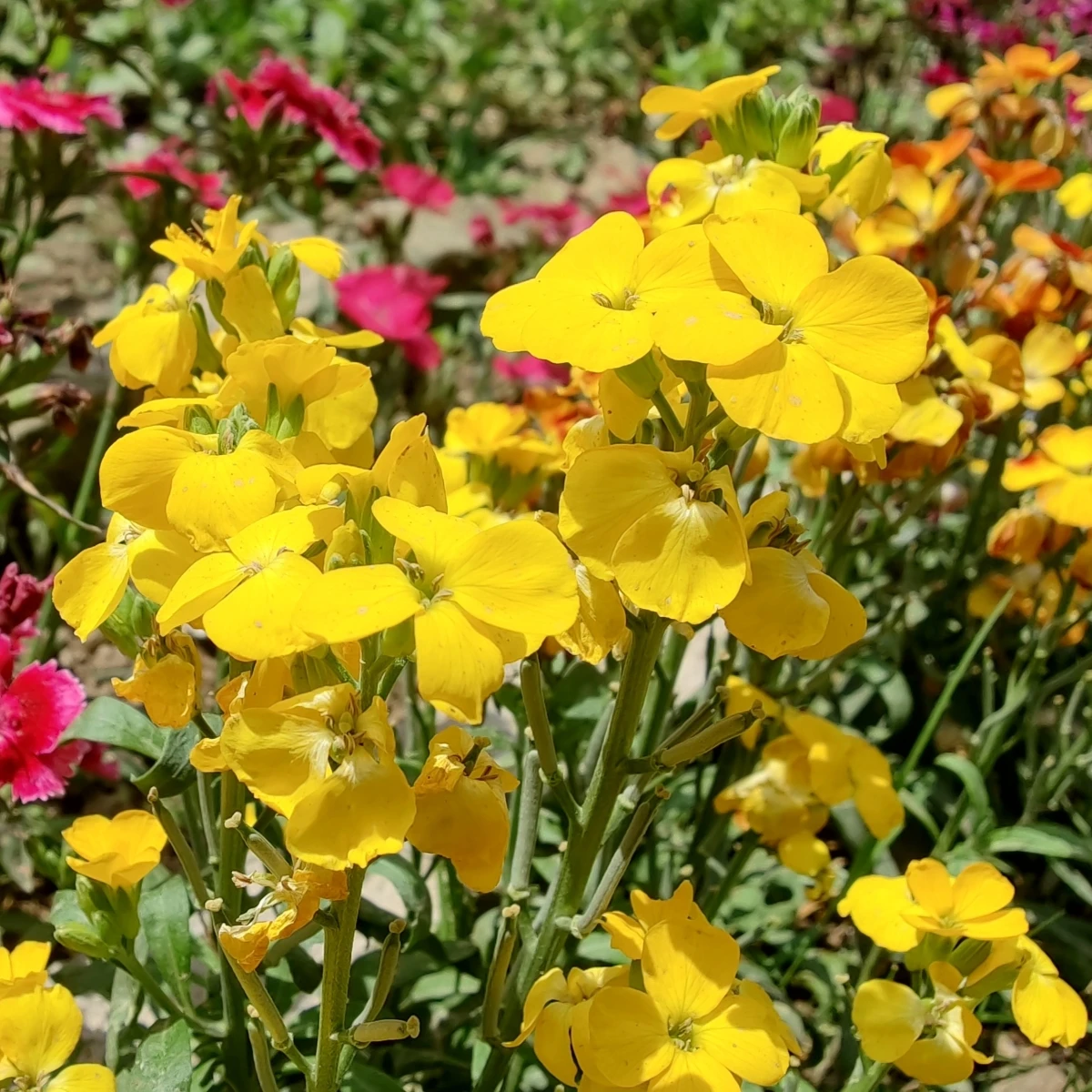 Chejr vonný Sugar Rush F1 Yellow - Cheiranthus cheiri - osivo chejru - 20 ks