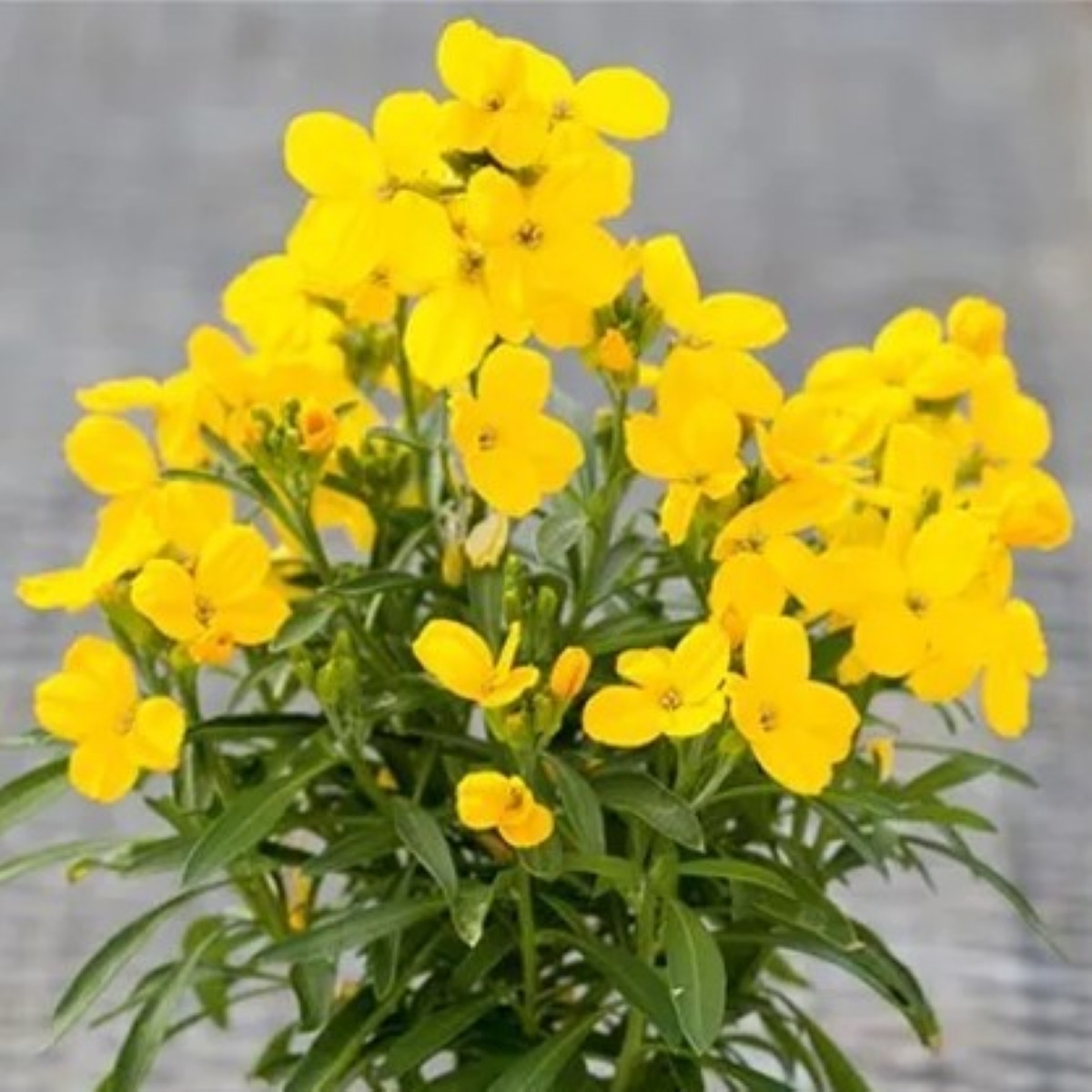 Chejr vonný Sugar Rush F1 Yellow - Cheiranthus cheiri - osivo chejru - 20 ks