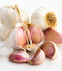 Sadbový česnek Slavin II - paličák - Allium sativum - 1 balení