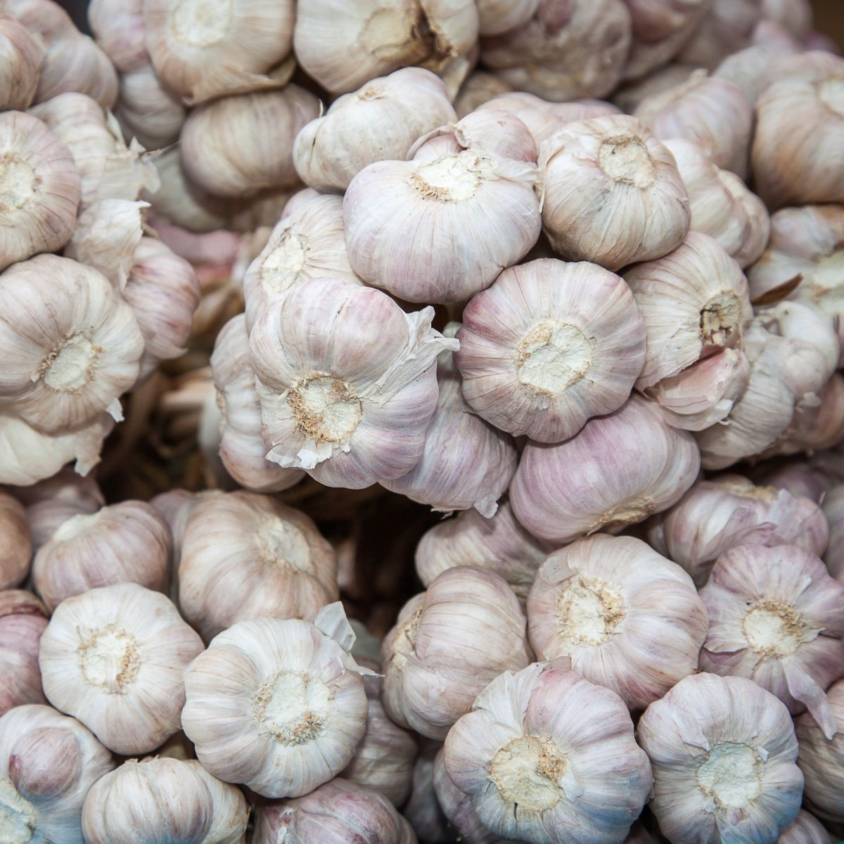 Sadbový česnek Slavin II - paličák - Allium sativum - 1 balení