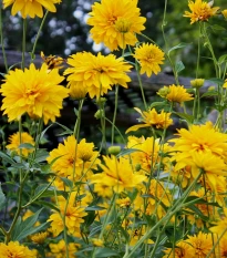 Krásnoočko velkokvěté Early Sunrise - Coreopsis grandiflora - osivo krásnoočka - 50 ks