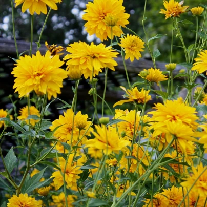 Krásnoočko velkokvěté Early Sunrise - Coreopsis grandiflora - osivo krásnoočka - 50 ks