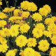 Krásnoočko velkokvěté Early Sunrise - Coreopsis grandiflora - osivo krásnoočka - 50 ks