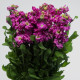 Fiala Cinderella Purple - Matthiola incana - osivo fialy - 40 ks