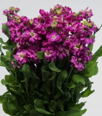 Fiala Cinderella Purple - Matthiola incana - osivo fialy - 40 ks