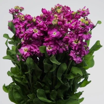 Fiala Cinderella Purple - Matthiola incana - osivo fialy - 40 ks