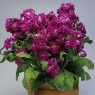 Fiala Cinderella Purple - Matthiola incana - osivo fialy - 40 ks