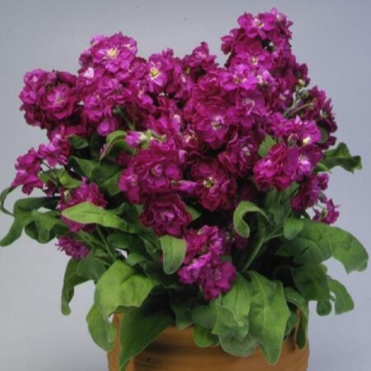 Fiala Cinderella Purple - Matthiola incana - osivo fialy - 40 ks