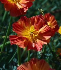 Sluncovka kalifornská plnokvětá červená - Eschscholzia californica - osivo sluncovky - 450 ks