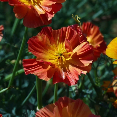 Sluncovka kalifornská plnokvětá červená - Eschscholzia californica - osivo sluncovky - 450 ks