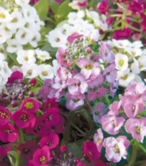 Tařicovka přímořská Yucon Mix - Lobularia maritima - osivo tařicovky - 50 ks