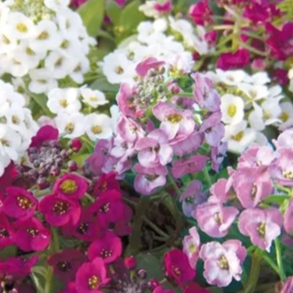 Tařicovka přímořská Yucon Mix - Lobularia maritima - osivo tařicovky - 50 ks