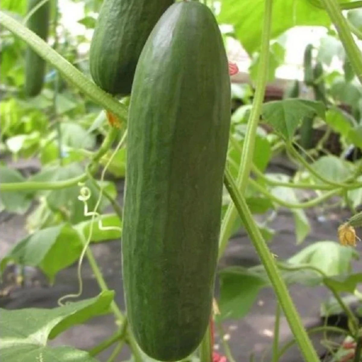 Okurka salátová Minisprint F1 - Cucumis sativus - osivo okurky - 10 ks