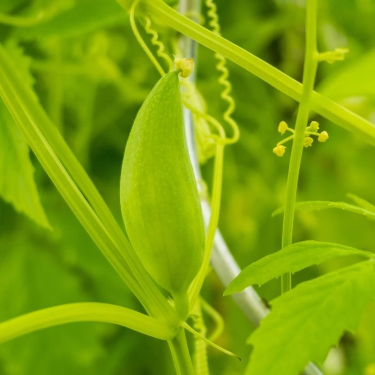 Ačokča - Cyclanthera pedata - osivo ačokči - 6 ks