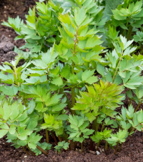 Libeček - Levisticum officinale - osivo libečku - 115 ks