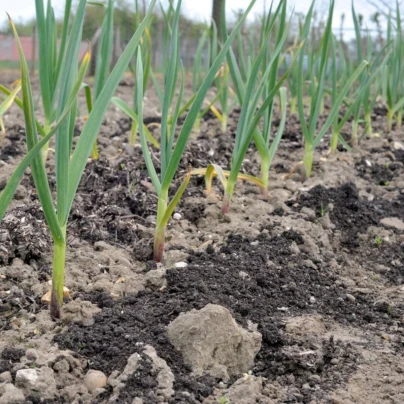 Sadbový česnek Dukát – paličák – Allium sativum – cibulky česneku