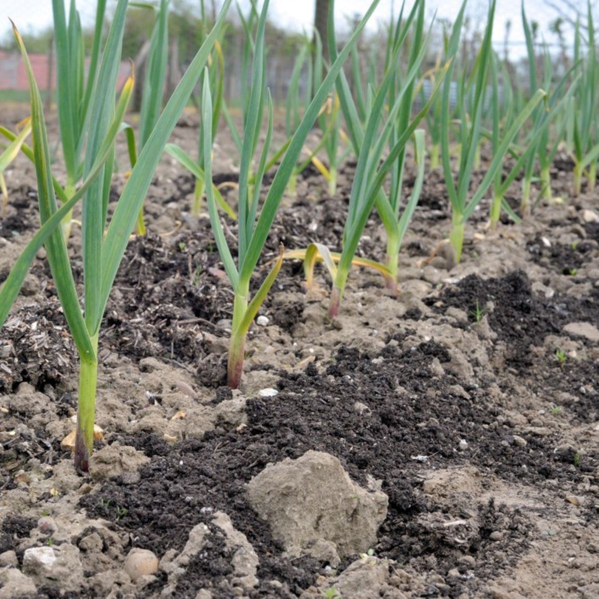 Sadbový česnek Dukát – paličák – Allium sativum – cibulky česneku