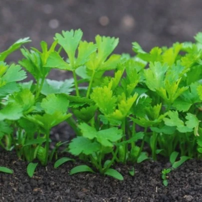 Petržel kořenová zahradní Efez – Petroselinum crispum – osivo petržele