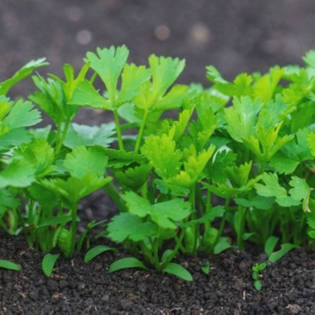 Petržel kořenová zahradní Efez – Petroselinum crispum – osivo petržele