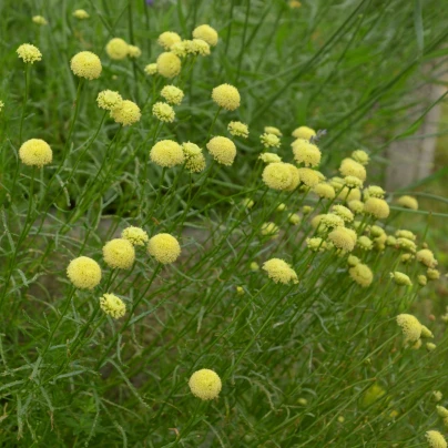 Svatolina rozmarýnolistá - Santolina rosmarinifolia - osivo santoliny - 5 ks