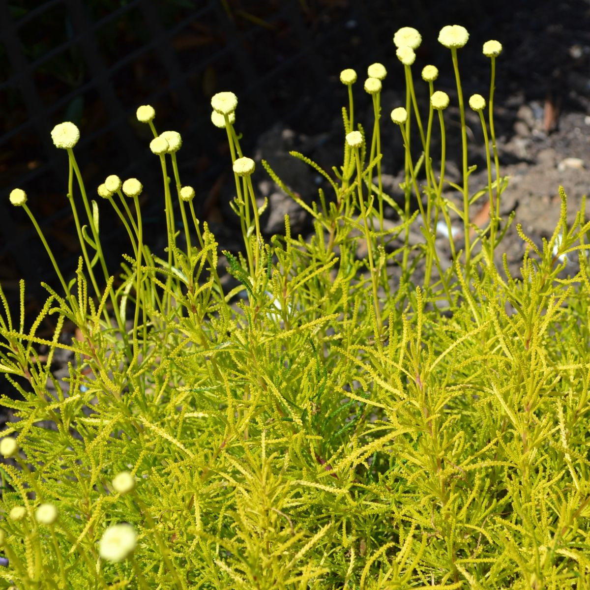 Svatolina rozmarýnolistá - Santolina rosmarinifolia - osivo santoliny - 5 ks